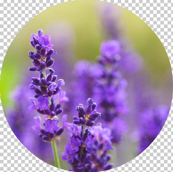 English Lavender French Lavender Lamiaceae Flower PNG, Clipart, Absolute, Bud, Common Sage, English Lavender, Essential Oil Free PNG Download