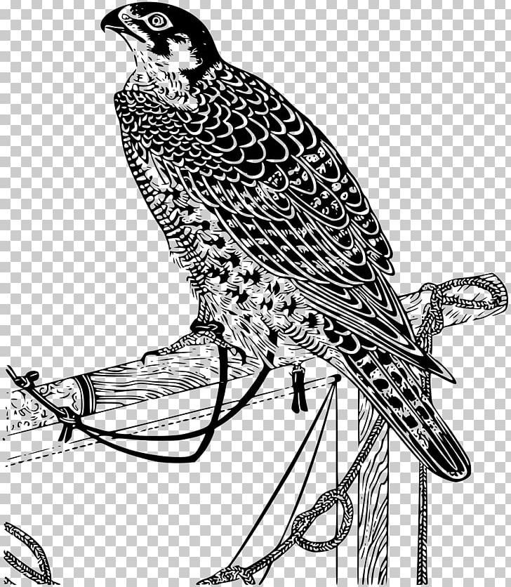 Falcon Drawing Computer Icons PNG, Clipart, Animals, Art, Beak, Bird, Bird Of Prey Free PNG Download