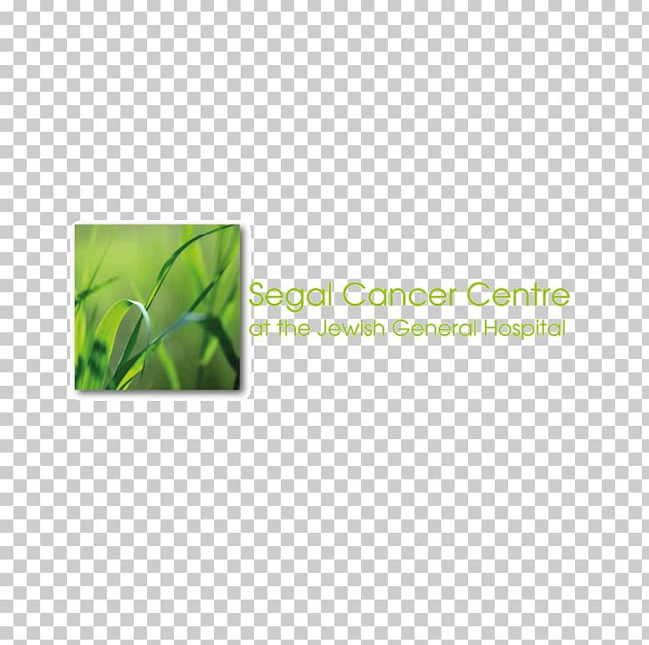 Jewish General Hospital Cancer Prevention Oncology PNG, Clipart, Breast Cancer, Cancer, Cancer Prevention, Clinic, Grass Free PNG Download