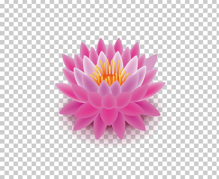 Nelumbo Nucifera PNG, Clipart, Artificial Flower, Chrysanths, Dahlia, Daisy Family, Drawing Free PNG Download