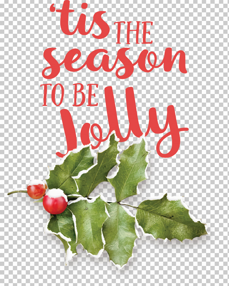 Holly PNG, Clipart, Aquifoliales, Biology, Fruit, Holly, Leaf Free PNG Download