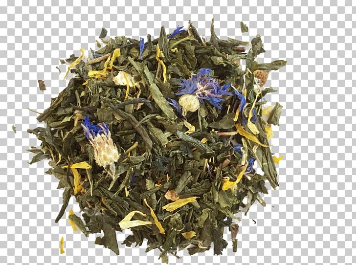 Nilgiri Tea Sencha Tea Plant PNG, Clipart, Assam Tea, Ceylon Tea, Dianhong, Earl Grey Tea, Genmaicha Free PNG Download