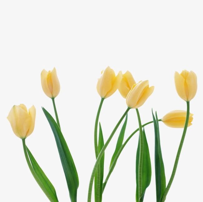 Tulip PNG, Clipart, Flower, Tulip, Tulip Clipart Free PNG Download