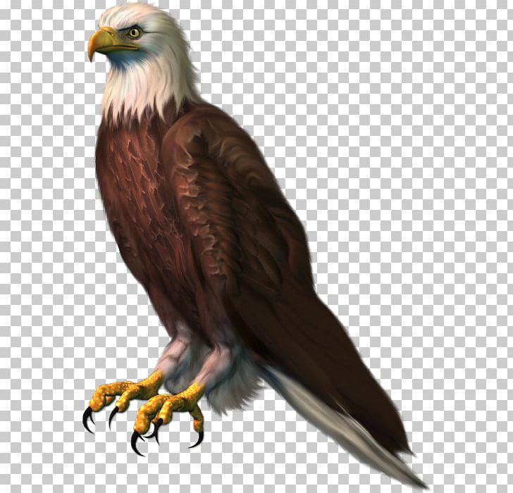 Bald Eagle PNG, Clipart, Accipitriformes, Animals, Bald Eagle, Beak, Bird Free PNG Download