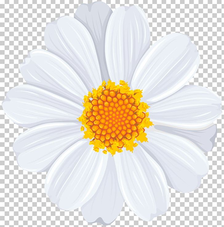 Common Daisy PNG, Clipart, Art White, Chamaemelum Nobile, Chamomile, Chrysanths, Clipart Free PNG Download