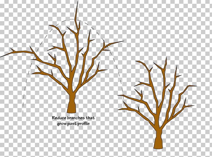Fruit Tree Pruning Branch Malus Sylvestris PNG, Clipart, Apple, Apples, Blossom, Branch, Commodity Free PNG Download