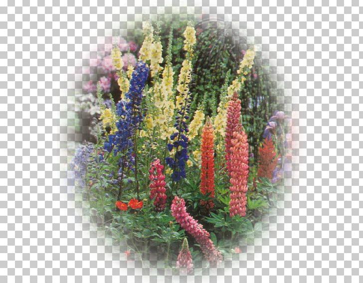 Lupin Limited Annual Plant Lavender PNG, Clipart, Annual Plant, Flower, Flowering Plant, Lavender, Lupin Free PNG Download