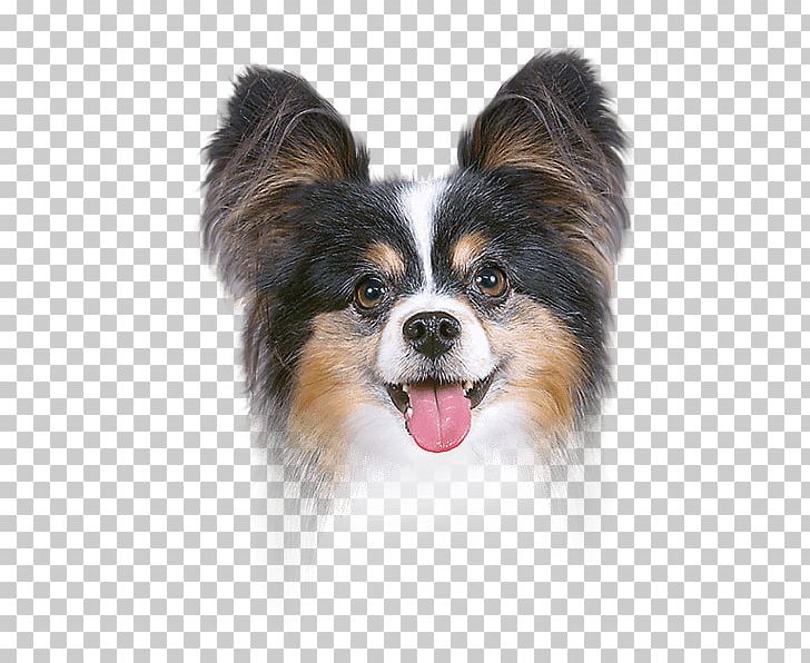 Papillon Dog Ear Canal Dog Breed Face Powder PNG, Clipart, Astringent, Carnivoran, Companion Dog, Dog, Dog Breed Free PNG Download