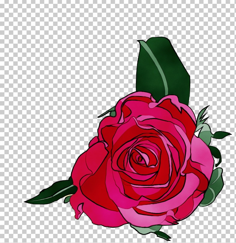 Garden Roses PNG, Clipart, Cabbage Rose, Cut Flowers, Floral Design, Flower, Flower Bouquet Free PNG Download