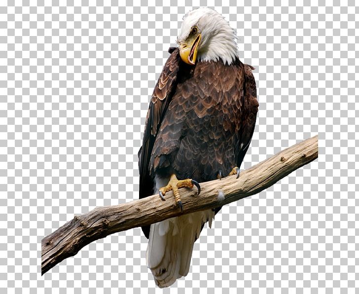 Bald Eagle Bird PNG, Clipart, Accipitriformes, Aves, Bald Eagle, Beak, Bird Free PNG Download