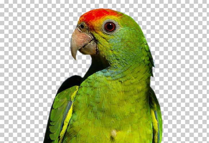 Bird Red-browed Amazon Budgerigar Macaw Companion Parrot PNG, Clipart, Amazon Parrot, Animals, Beak, Bird, Budgerigar Free PNG Download