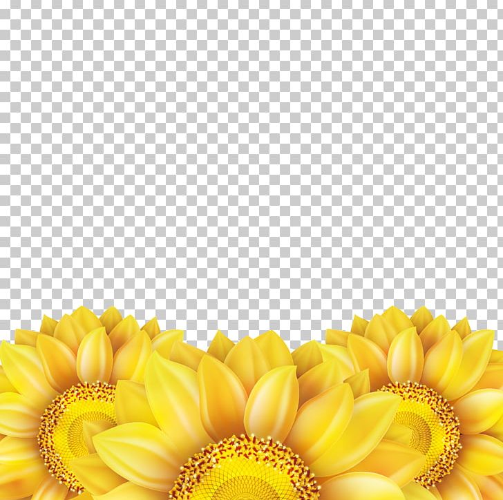Common Sunflower Euclidean PNG, Clipart, Adobe Illustrator, Computer Wallpaper, Daisy Family, Encapsulated Postscript, Flower Free PNG Download