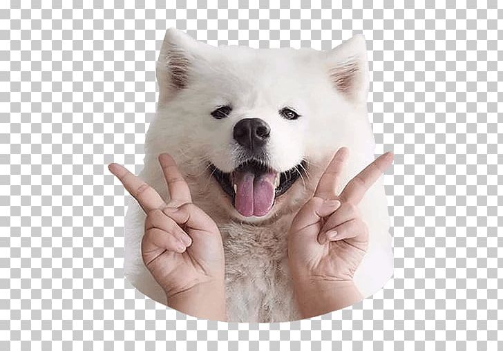 Samoyed Dog Rick Sanchez The Samoyed Morty Smith Puppy PNG, Clipart, American Eskimo Dog, Carnivoran, Companion Dog, Cuteness, Dog Free PNG Download