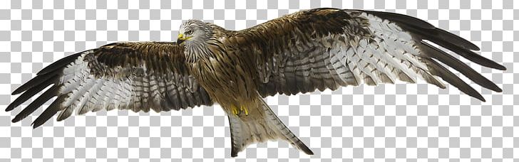 Eagle Bird Red Kite Hawk PNG, Clipart, Accipitriformes, Animal Figure, Beak, Bird, Bird Flight Free PNG Download