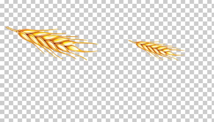 Grasses Grain Food Family PNG, Clipart, Cartoon Wheat, Commodity, Fall, Family, Food Free PNG Download