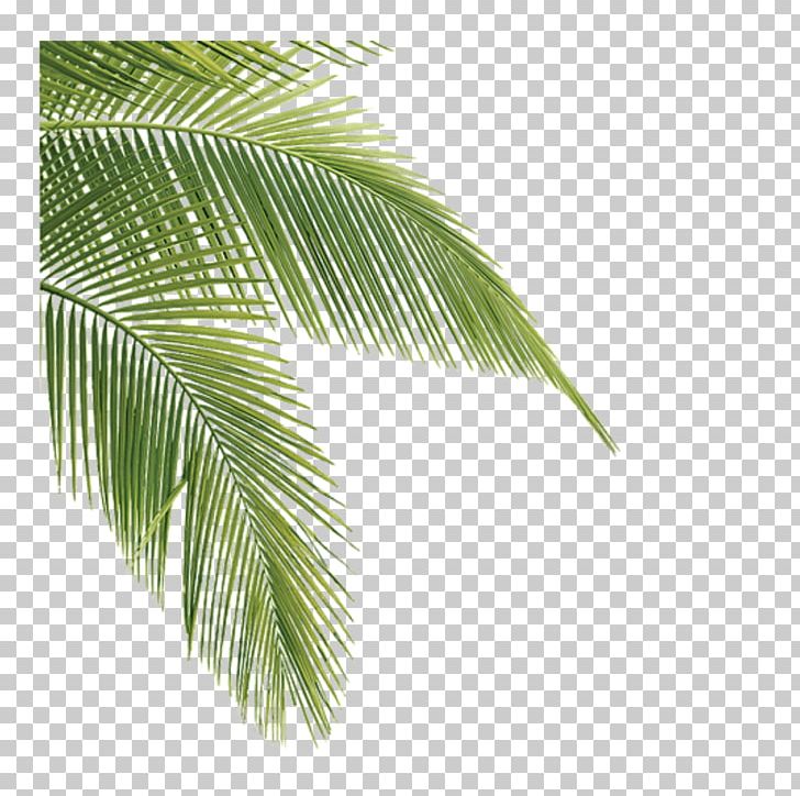 Leaf Asian Palmyra Palm Plants Tree Desktop PNG, Clipart, Arecales, Asian Palmyra Palm, Borassus, Coconut, Desktop Wallpaper Free PNG Download