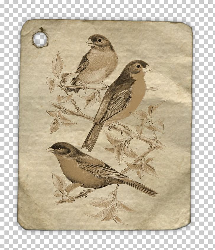 Bird Scrapbooking Drawing Art PNG, Clipart, Animal, Animals, Art, Beak, Bird Free PNG Download