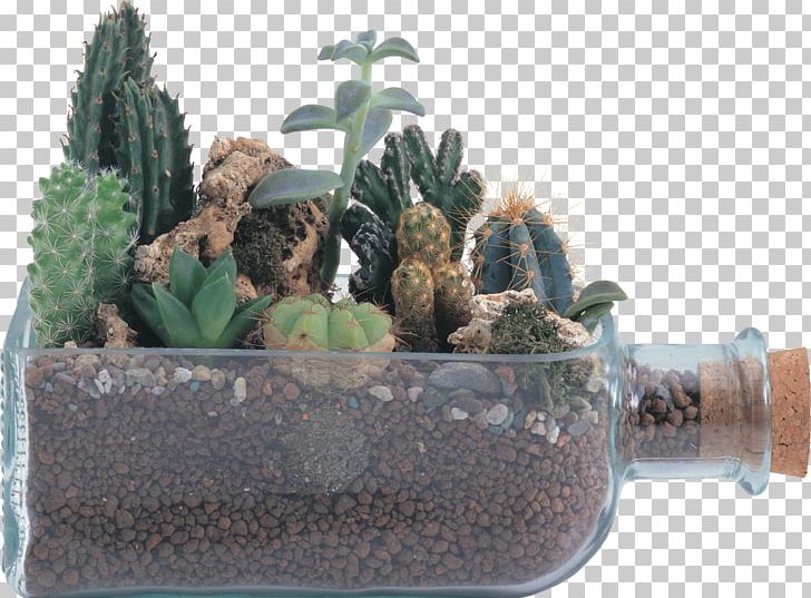 Cactaceae Flower PNG, Clipart, Blog, Cactaceae, Cactus, Cactus Garden, Centerblog Free PNG Download
