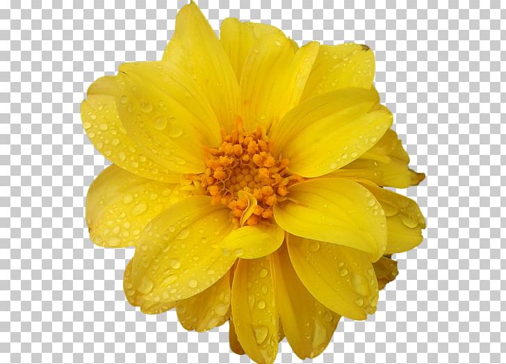 Dahlia Common Daisy Flower Floristry Transvaal Daisy PNG, Clipart, Bellis, Bride, Common Daisy, Dahlia, Daisy Family Free PNG Download
