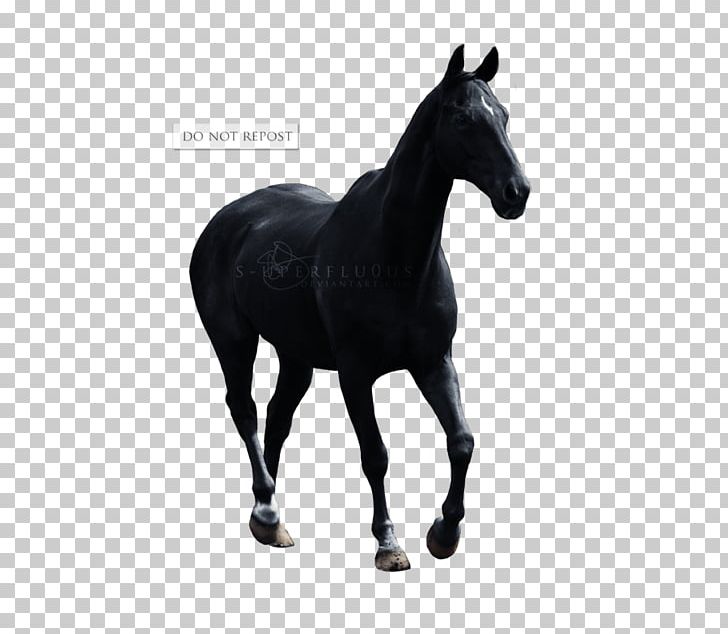 Pony Appaloosa Mustang Stallion Foal PNG, Clipart, Appaloosa, Art, Bit, Black, Black And White Free PNG Download