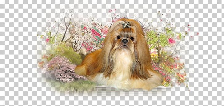 Shih Tzu Havanese Dog Morkie Lhasa Apso Norfolk Terrier PNG, Clipart, Animals, Breed, Carnivoran, Cavachon, Chinese Imperial Dog Free PNG Download