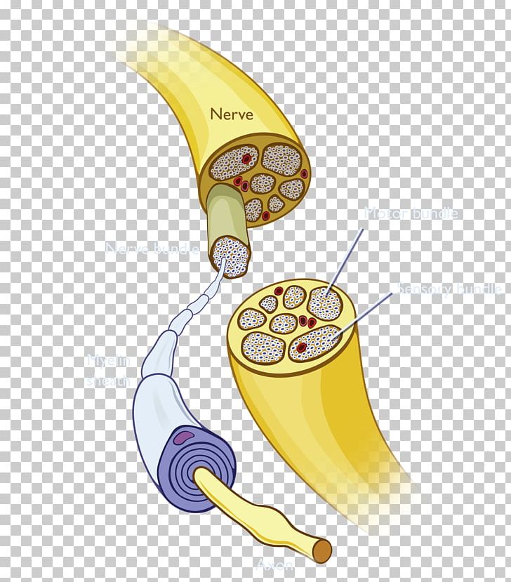 Banana Font PNG, Clipart, Banana, Banana Family, Fruit, Fruit Nut, Yellow Free PNG Download