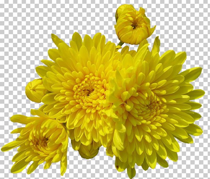 Flower Digital PNG, Clipart, Cartoon, Creative Floral Patterns, Creative Flower, Dahlia, Daisy Family Free PNG Download