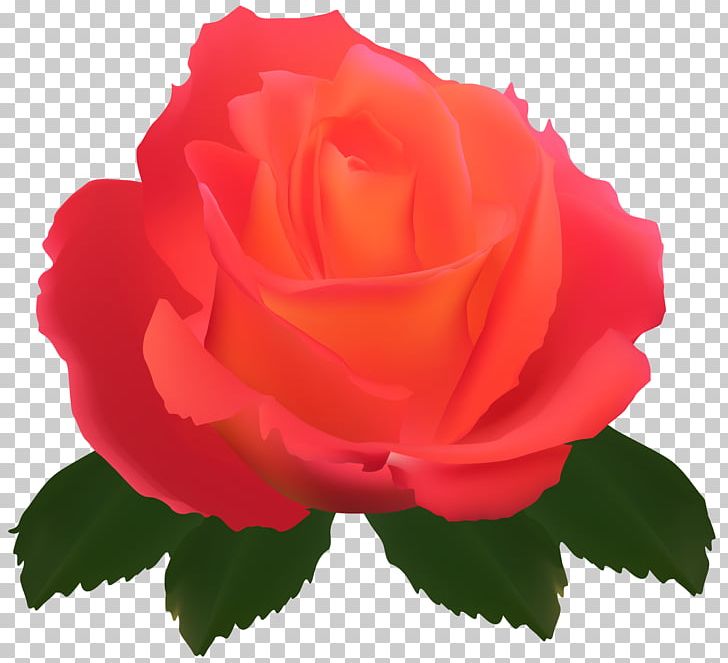 Garden Roses Centifolia Roses Flower Rose Garden PNG, Clipart, Annual Plant, Centifolia Roses, China Rose, Clipart, Computer Icons Free PNG Download