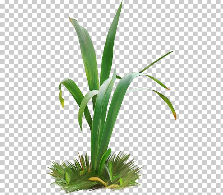 Grasses Flowerpot Houseplant Plant Stem PNG, Clipart, Aquarium Decor, Family, Flower, Flowering Plant, Flowerpot Free PNG Download