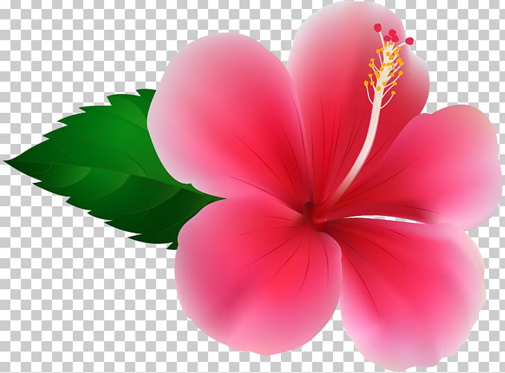 Hibiscus Flower PNG, Clipart, Alyogyne Huegelii, Art, Clip Art, Computer Icons, Desktop Wallpaper Free PNG Download