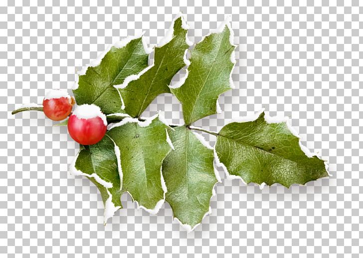 Holly PNG, Clipart, Aquifoliaceae, Aquifoliales, Artworks, Christmas, Fruit Free PNG Download