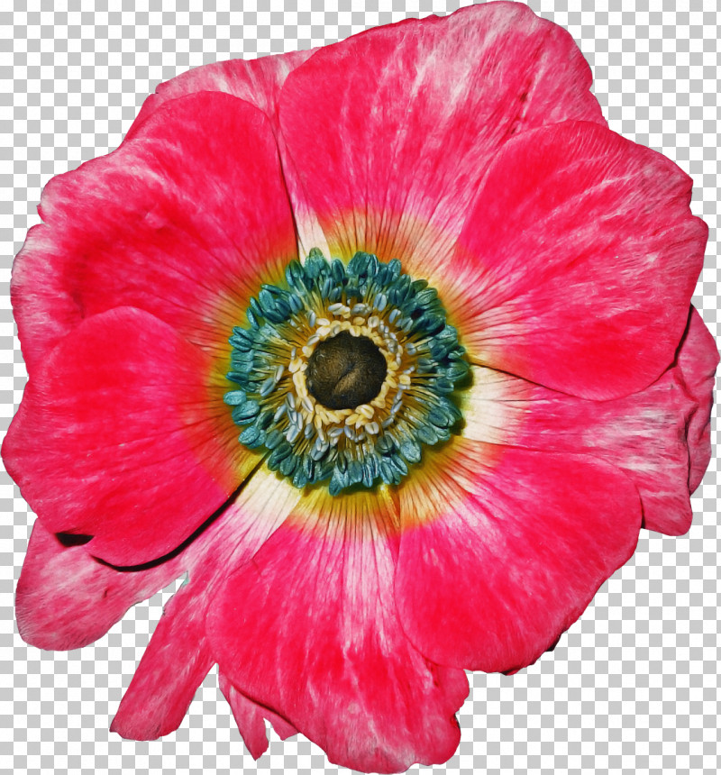Flower Petal Plant Pink Oriental Poppy PNG, Clipart, Anemone, Annual Plant, Cut Flowers, Flower, Oriental Poppy Free PNG Download