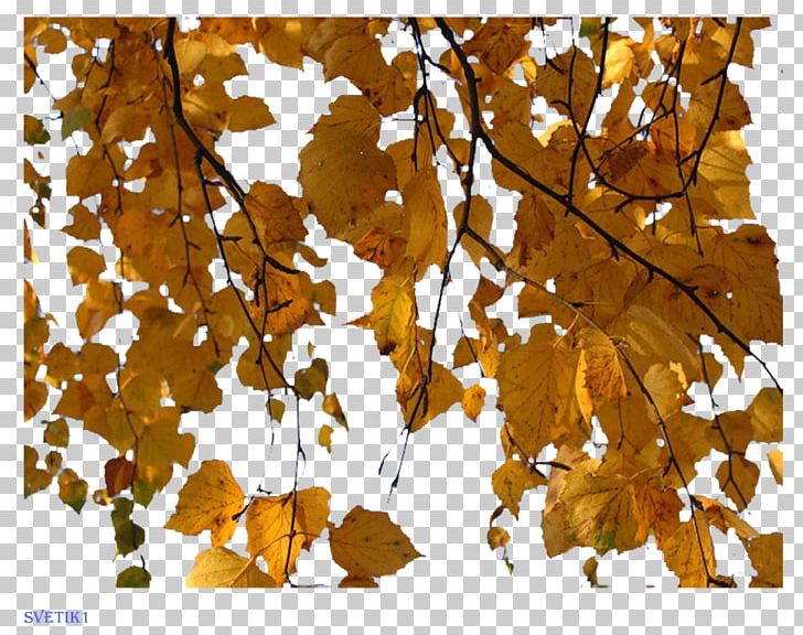 Birch Maple Leaf PNG, Clipart, Autumn, Birch, Branch, Computer Icons, Deciduous Free PNG Download