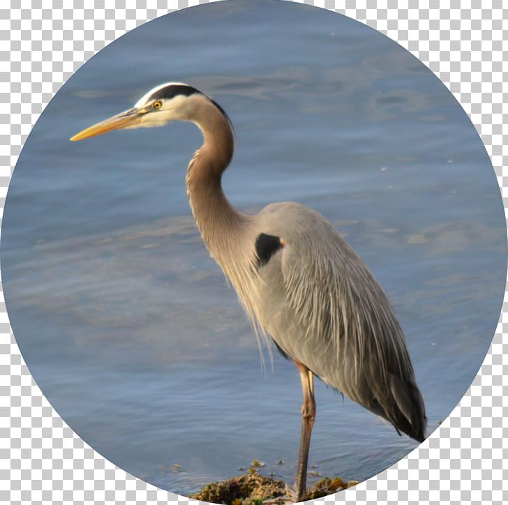 Heron Stork Bird Villa Riva (Oberoi) Crane PNG, Clipart, Animals, Bali, Bali Immobilier, Beak, Bird Free PNG Download