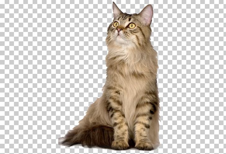 Pet Sitting Shopko Hall Cat Dog PNG, Clipart, Animal, Animals, Asian Semi Longhair, Carnivoran, Cat Like Mammal Free PNG Download