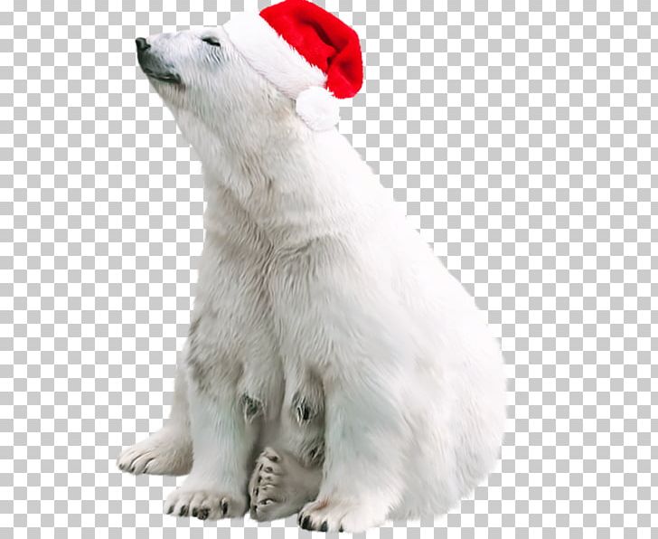 Polar Bear Brown Bear PNG, Clipart,  Free PNG Download