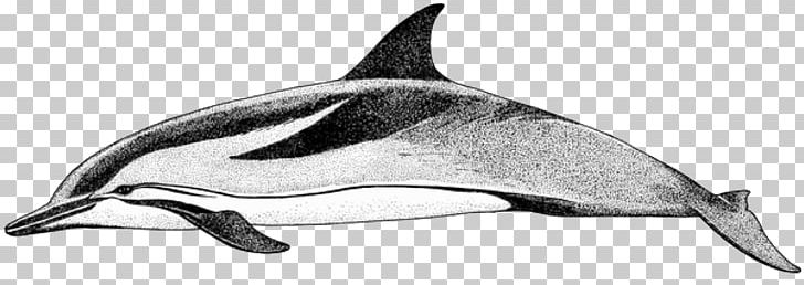 Short-beaked Common Dolphin Common Bottlenose Dolphin Tucuxi Rough-toothed Dolphin White-beaked Dolphin PNG, Clipart, Animal, Animal Figure, Animals, Bottlenose Dolphin, Cetacea Free PNG Download
