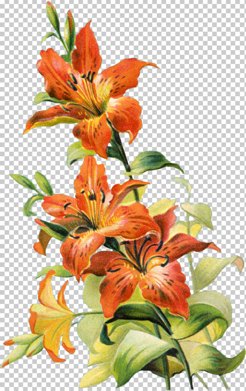 Floral Design PNG, Clipart, Cut Flowers, Daylilies, Drawing, Easter Lily, Floral Design Free PNG Download