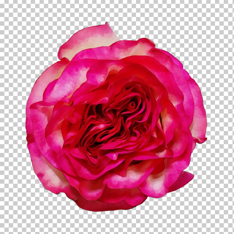 Garden Roses PNG, Clipart, Annual Plant, Artificial Flower, Camellia, Cut Flowers, Floribunda Free PNG Download