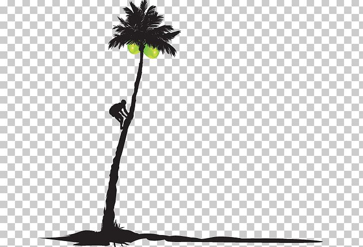 Asian Palmyra Palm Juice Coconut Water Organic Food PNG, Clipart, Arecaceae, Arecales, Asian Palmyra Palm, Black And White, Borassus Flabellifer Free PNG Download