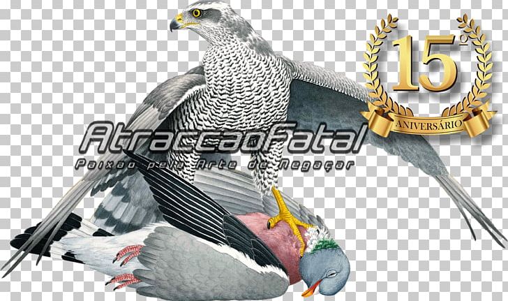 Eagle Beak Falcon Feather PNG, Clipart, Animals, Beak, Bird, Bird Of Prey, Eagle Free PNG Download