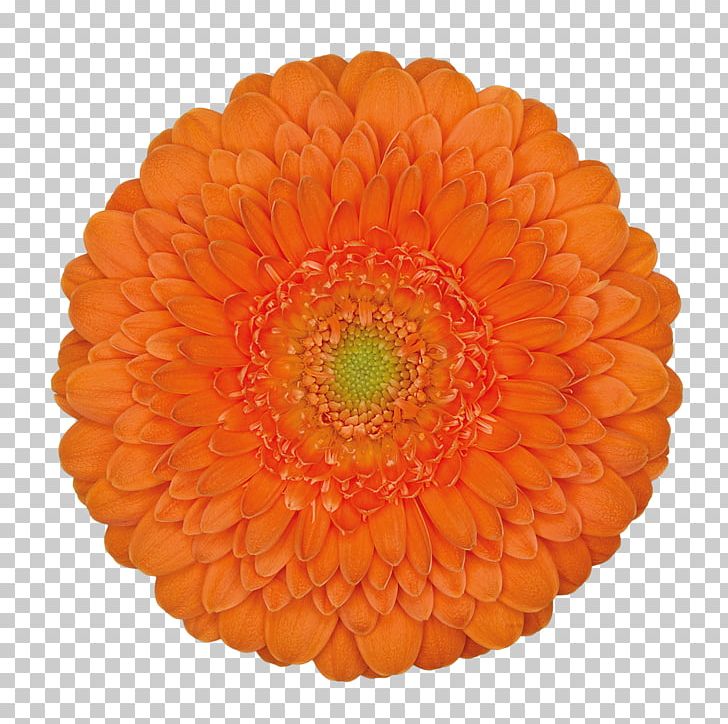 Flower Orange Hoffmeister Schnittblumen GbR PNG, Clipart, Cut Flowers, Daisy Family, Flower, Flowering Plant, Gerbera Free PNG Download
