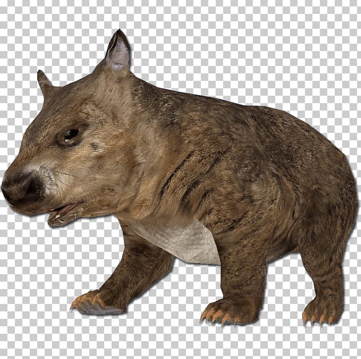 Wombat Grizzly Bear Rodent PNG, Clipart, Alaska Peninsula Brown Bear, Animal, Brown Bear, Carnivoran, Desktop Wallpaper Free PNG Download