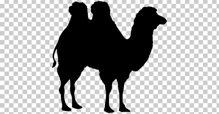 Bactrian Camel Dromedary Horse Silhouette PNG, Clipart, Animals, Bactrian Camel, Black And White, Camel, Camel Like Mammal Free PNG Download