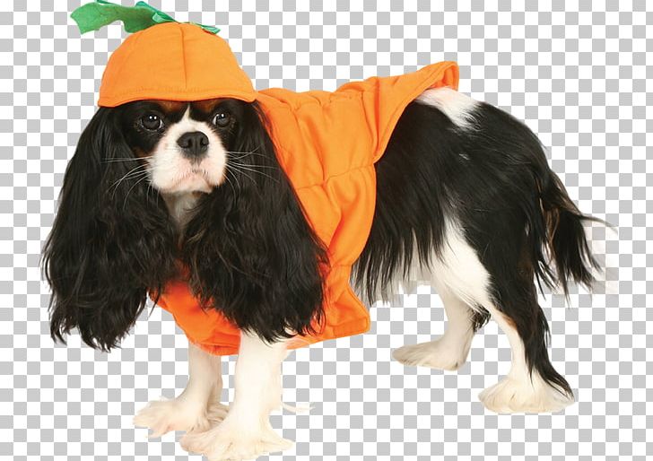 Cavalier King Charles Spaniel Pet Clothing PNG, Clipart, Animals, Brocade, Carnivoran, Chinese Style, Companion Dog Free PNG Download
