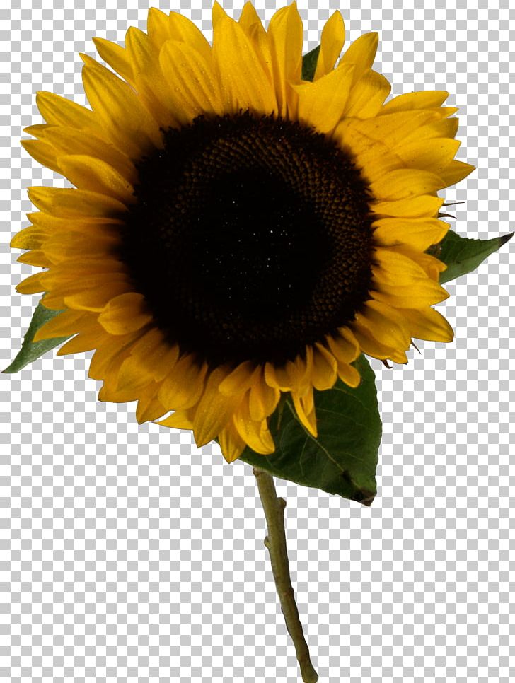 Common Sunflower PNG, Clipart, Black And White, Common Sunflower, Daisy Family, Directory, Flower Free PNG Download