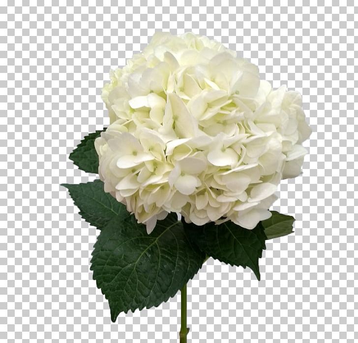 Hydrangea Cut Flowers Flower Bouquet Artificial Flower PNG, Clipart, Artificial Flower, Color, Cornales, Cut Flowers, Floral Design Free PNG Download