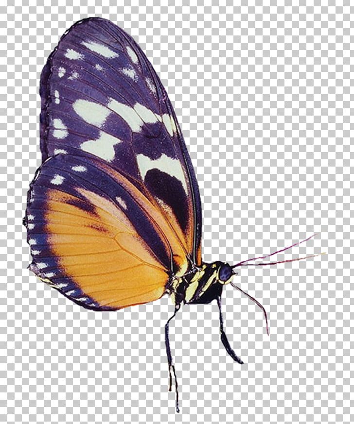 Monarch Butterfly Gossamer-winged Butterflies PNG, Clipart, Animal, Arthropod, Brush Footed Butterfly, Butterflies And Moths, Butterfly Free PNG Download