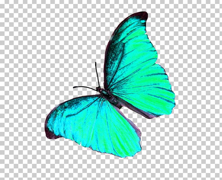 Nymphalidae Butterfly Lycaenidae Insect PNG, Clipart, Biological Life Cycle, Brush Footed Butterfly, Butterflies And Moths, Butterfly, Butterfly Effect Free PNG Download