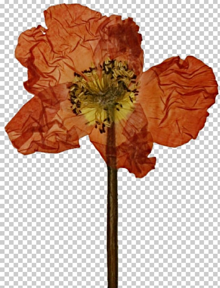 Pressed Flower Craft Poppy Cut Flowers Petal PNG, Clipart, Art, Color, Craft, Cut Flowers, Flower Free PNG Download